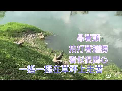 散步湖邊，呆看鴨鴨鵝鵝