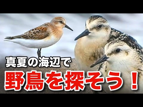 渡り鳥の楽園へようこそ！絶滅危惧種の野鳥も発見！