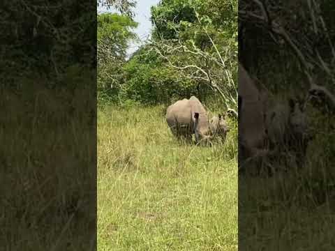 Rhinos Tracking at Ziwa Rhino Sanctuary 🦏 #RhinoTracking #ZiwaRhinoSanctuary #WildlifeConservation