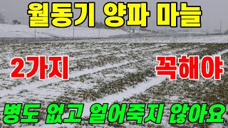 월동기 마늘 양파 부직포 덮기 전 이 2가지 꼭 해야 얼어죽지 않고 수확량 대박납니다