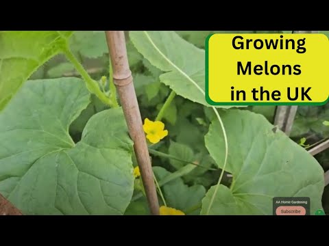 Growing Melons in the UK