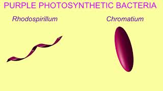 PHOTOAUTOTROPHS & PHOTOHETEROTROPHS