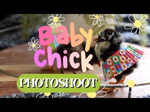 Chicks In The Mail Day! Baby Chick Photoshoot