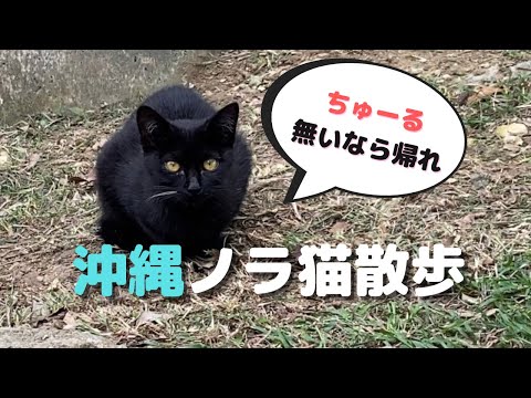 沖縄の野良ネコを観察してきた！#vlog #猫 #散歩