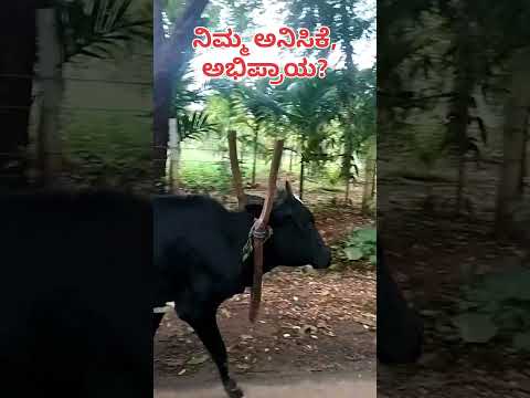 Malnad gidda cow #song #cover #update #malnad #kannada #new #everyone #cow #shorts  #trending#india