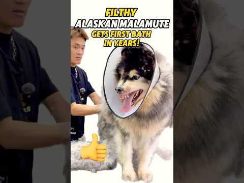 Filthy Alaskan Malamute Gets First Bath in Years!  #dog #puppy #crusty #dogrescue #dogbath #pets