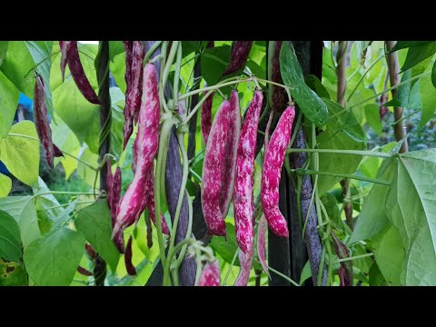 Borlotti beans (food for winter), self-sufficient lifestyle