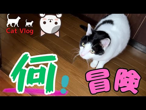 “Solving the mysteries of the washroom: The adventures of cats😯 #CuteCat #ProtectiveCat #Vlog