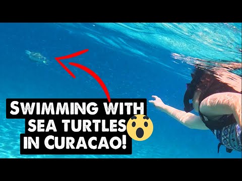 Curaçao Cruise Day by rental car - MOST AMAZING SNORKELING!