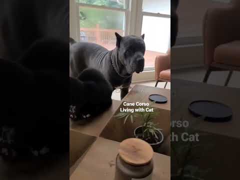 Cane Corso and cat #canecorso #italianmastiff #canecorsopuppies #canecorsoandcat