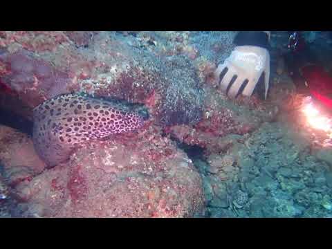 07232020 Encountering a moray eel -Lynn