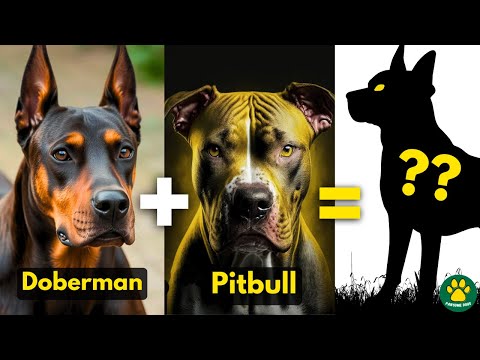 5 Most Unique DOBERMAN Mix Breed Dogs You Don't Know About!