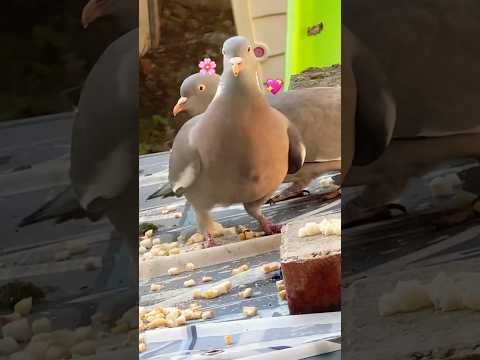 Cute birds eating breakfast 🧇 🕊️🦅🦅 #atifaslam #shortsvideo #birds #birdslover