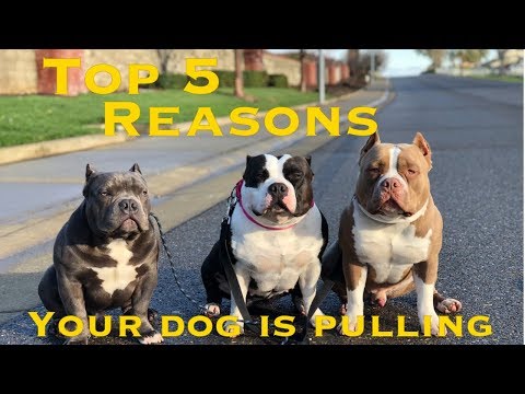 Top 5 reasons why your dog is pulling on the leash!