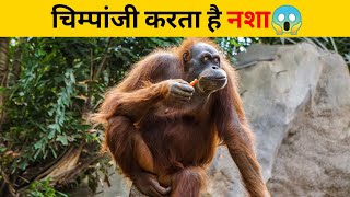 चिम्पांजी करता है नशा😱 | #shorts #newfactsvideohindi #amazingfactsvideo