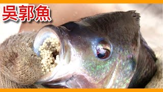 對抗水中外來種的大王「吳郭魚」！包圍河流的悍將竟傳到「日本」成為臺灣之光？Oreochromis mossambicus【動物圖鑑】【瘋狂外來種EP2】