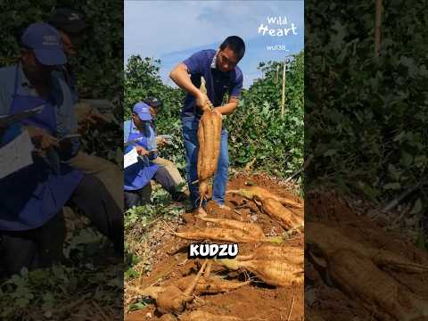 Kudzu: From Invasive to Edible