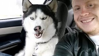 No one does drama like a Husky! 🤣 Funny Dogs Videos