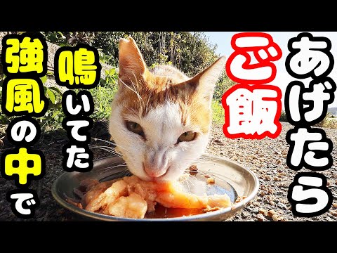 強風の中で鳴いてた猫にご飯あげたら・・・ さくらねこへの給餌