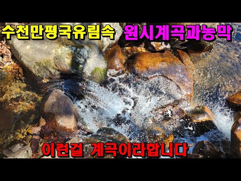 수천만평국유림속원시계곡과농막/이런걸계곡이라합니다/양지바른남향/376평/영월부동산매매/영월계곡토지