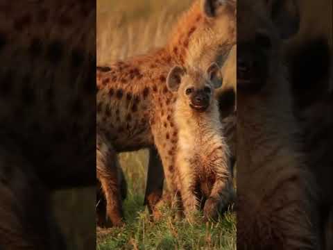 10 Amazing Facts About Hyena/Wildlife Documentary 2022/BBC Earth Video/Flute Music