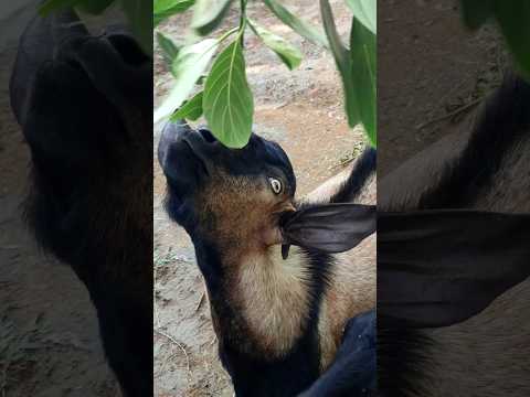 Cute goat #shorts #short #ytshorts #viralshort #animals #goat #shortfeed #viralvideo #wildlife l