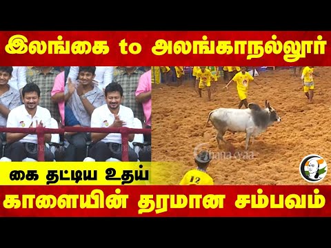 இலங்கை to அலங்காநல்லூர் காளையின் தரமான சம்பவம் | Udhayanidhi | Alanganallur Jallikattu | Madurai