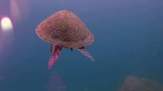 Amazing Sea Animals for Kids - Incredible Journey of Sea Turtles