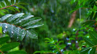 Rainforest Rain Sounds for Sleeping or Studying 🌧️ White Noise Rainstorm 10 Hours