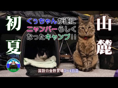 北海道キャンプ！キジトラ猫のくぅちゃんが遂にニャンパーらしくなった猫キャンプ！猫と連泊キャンプ③ TOMOUNT DOME-MORI ドームテント