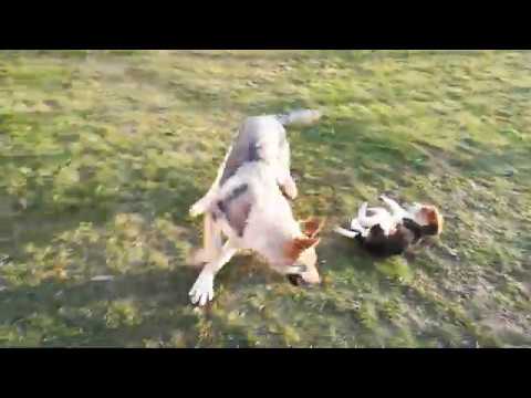 Czechoslovakian Wolfdog "APOLÓNIA Ozvena hôr" vs Beagle "Lora"