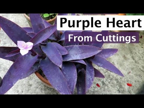 decorate your garden and home through this beautiful #purpleheart 💜 💜 plant #plants #gardening#trend