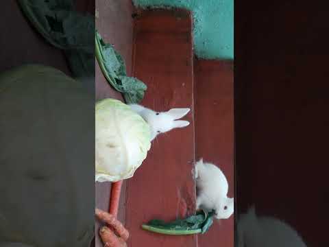 Cute Little Rabbit Eating Some Food #Viral #Shorts