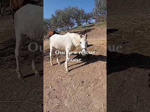 Our new rescue horse #horse #horselover #horses #animallover #caballos #caballo #cute #beautiful