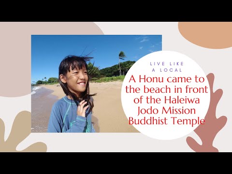 【ハワイ生活】Haleiwa Jodo Mission Buddhist Temple Holoholo on the Beach ハレイワ浄土院の前のビーチに亀がきたよ。