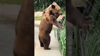 "Welcome to instresting video–#animalworld #animalswithcameras #WildlifeLovers #Animal  #zooculture