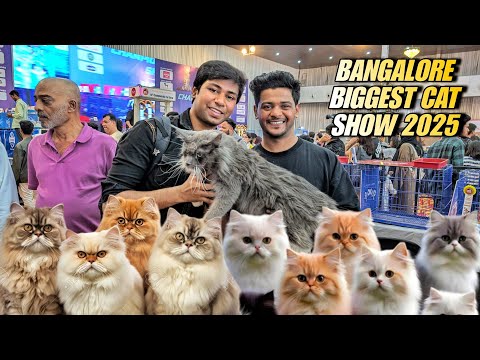 Bangalore's Biggest Cat Show 2025 more then 200+ Cat Breeds Under One Roof full event coverage