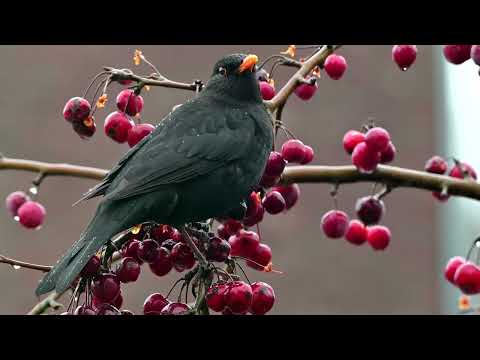 Eurasian Blackbird (Turdus merula) male eating from Red sentinel - Veldhoven (Netherlands) 11-2-2025