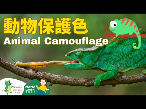 Animal Camouflage in Chinese 動物保護色 | Learn Chinese for Kids, Toddlers & Preschoolers