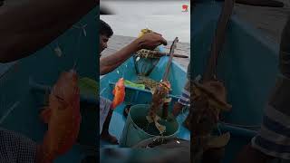 Catching Tomato Grouper & grouper Fish in the Sea