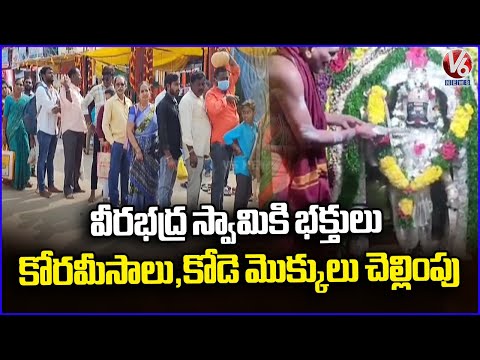 Devotees Pays Koramisalu,Kodemokklu To Lord Veerabhadra Swamy  Hanmakonda  | V6 News