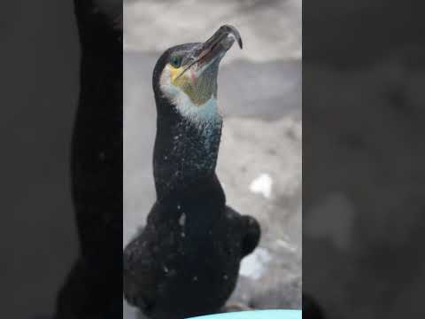 Cormorants like to eat big fish #birds #cormorant #animals