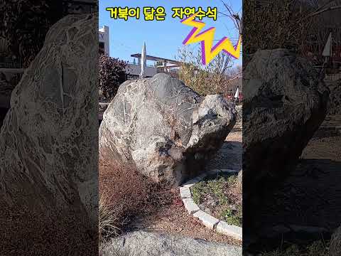 동물을 닮은 자연수석#힐링#행복#슈키의공방