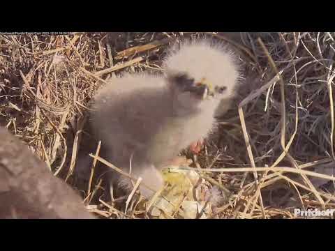 Learning Day- First Feeding for both F23 & E23