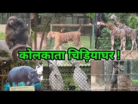 The Zoo Kolkata Zoological Garden | Alipore Zoo Full Video HD ❤️😍 #kolkata #zooaliporekolkata