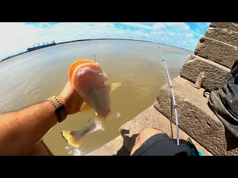 DÍA de PESCA. Muchas especies. pesca urbana