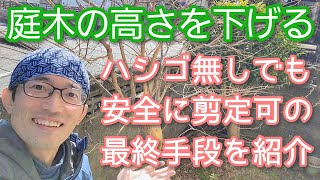 [Pruning to lower the tree ①] Important maintenance points to avoid failure