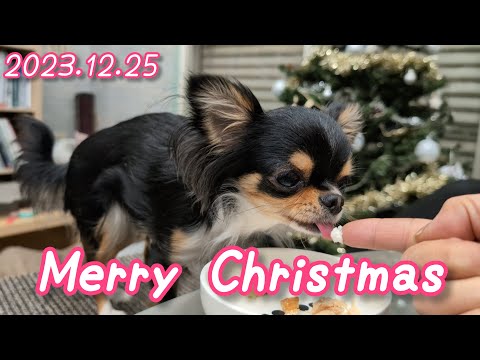 愛犬と過ごすクリスマス☆2歳7ヶ月