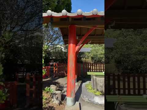 🇯🇵鹿児島🗻桜島⛩月讀神社🌕 #shorts