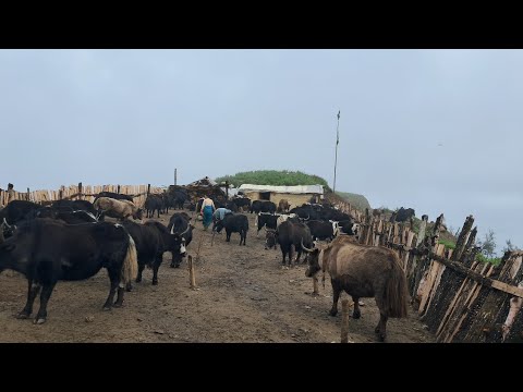 Inside the Unbelievable Life of Nepal's Sheep Shepherds